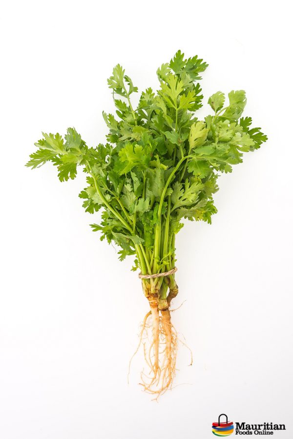 Fresh Coriander Leaf