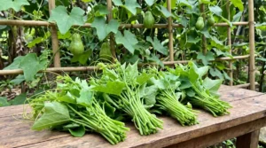 Fresh bundles of Brède Chouchou (chayote leaves) resting on a wooden table, with pale green chayote squash growing on a bamboo trellis in the background.